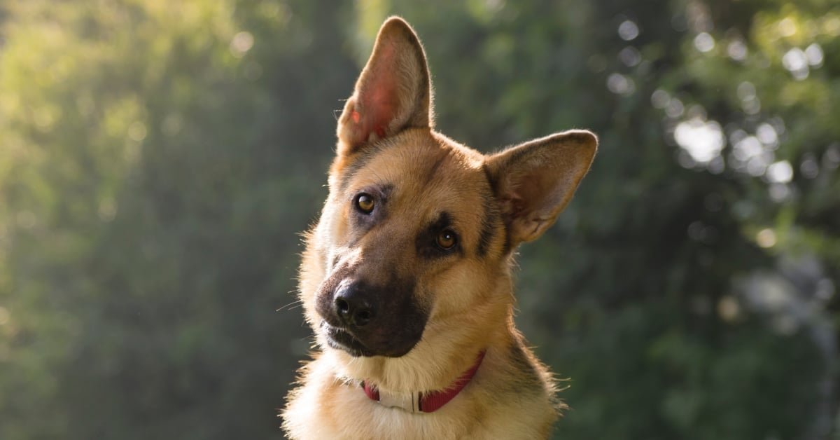 German Shepherd Fetches Ball, Comes Back To Find Soldier Returned Home [Video]