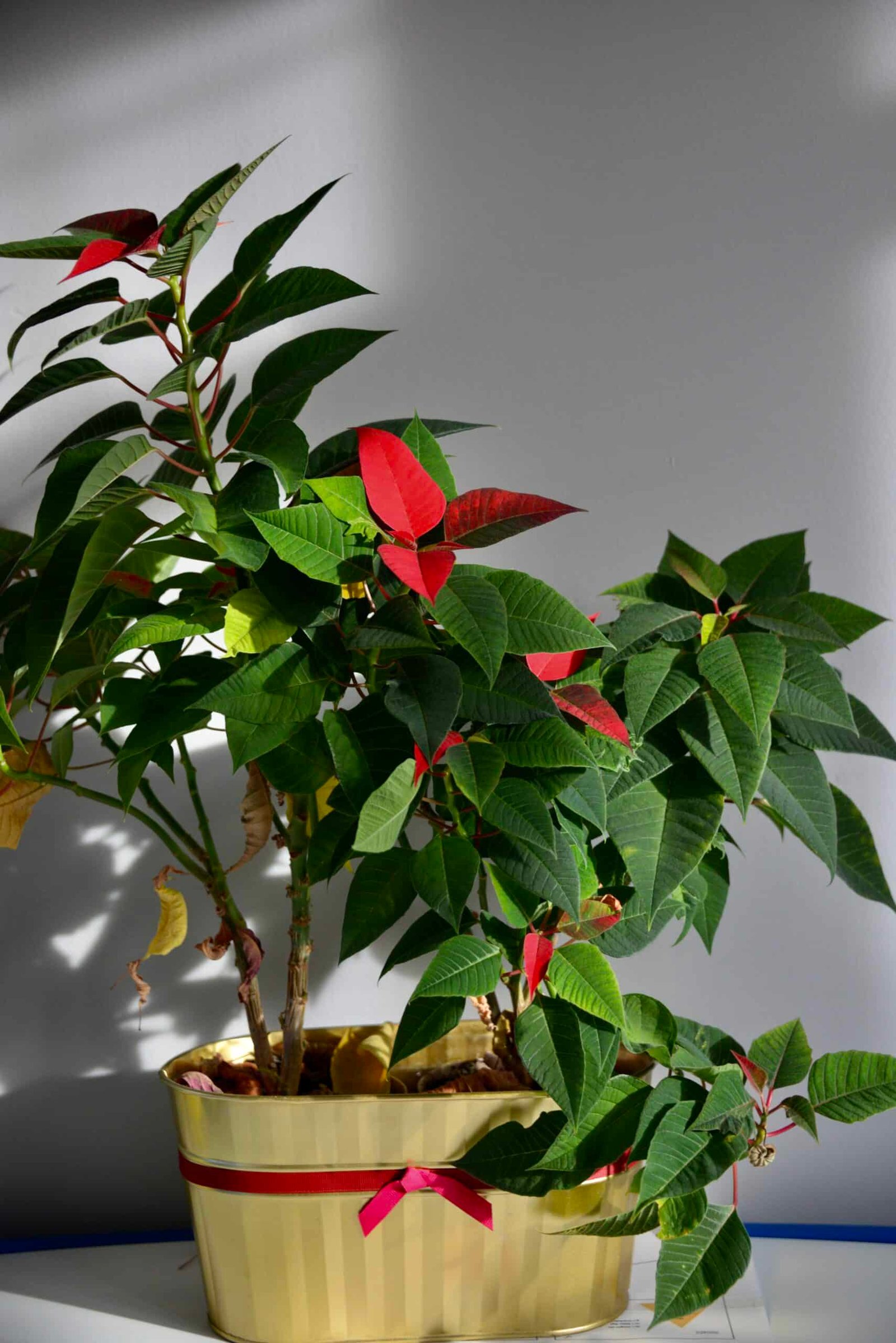 Why Are Poinsettias Red?