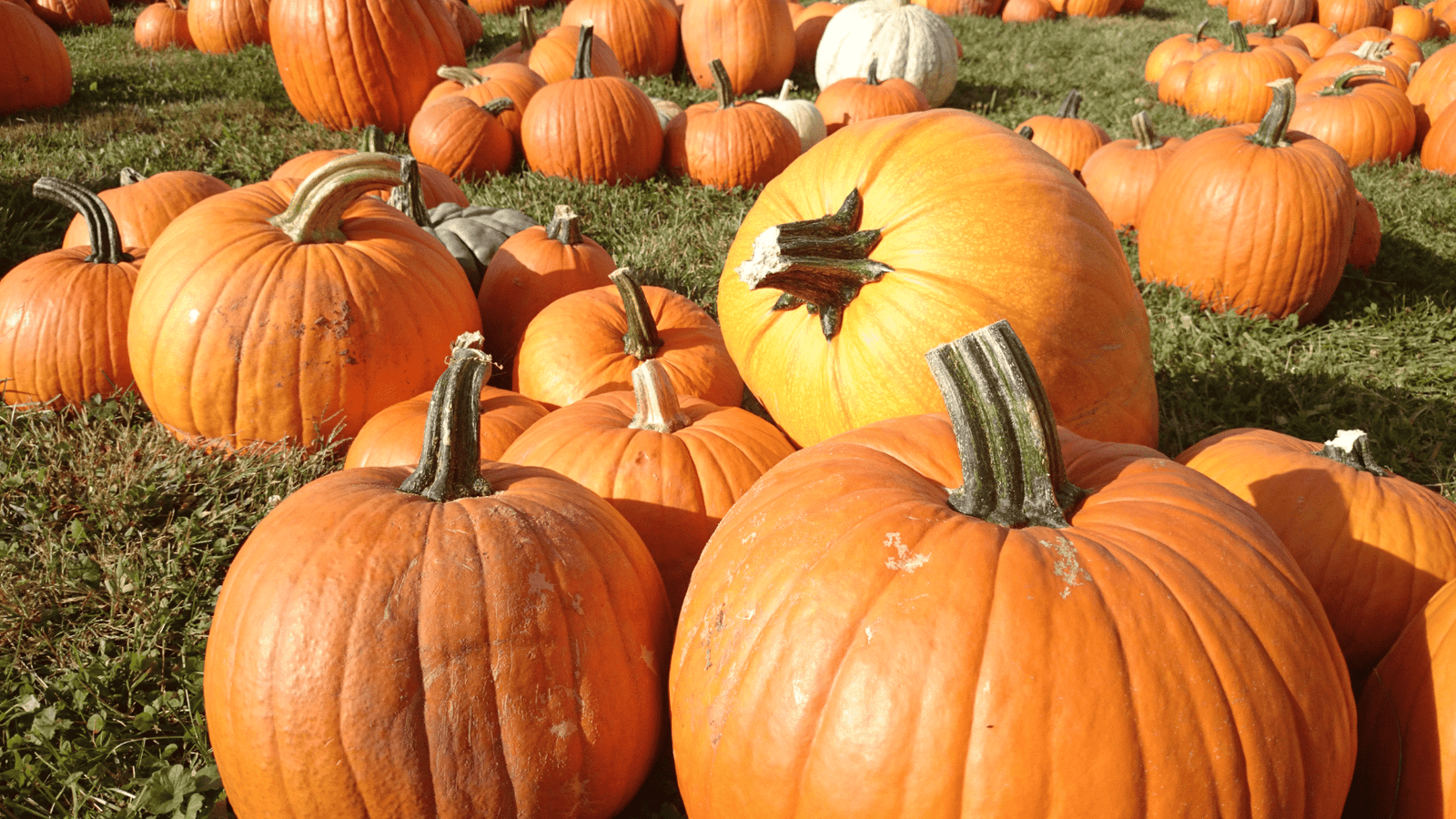 11 of the Best Pumpkin Patches in New York for 2024