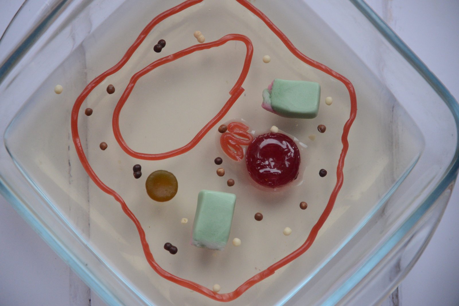 Cell biology for kids – Easy Plant Cell Model Ideas